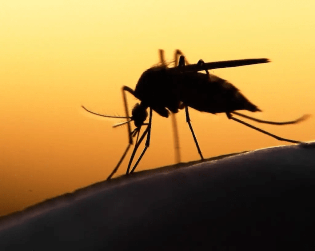 97 Percent Of Nigerians Still At Risk Of Malaria, Complications – Expert