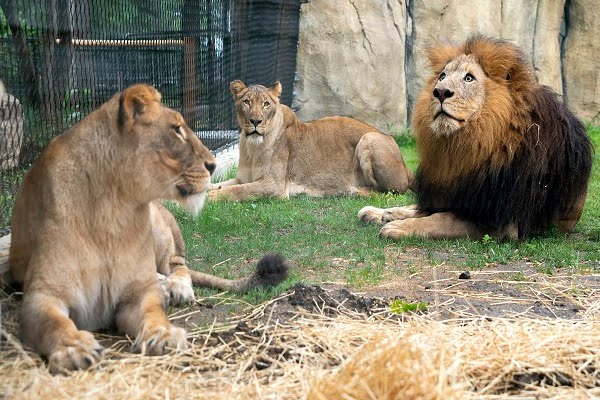 Tragic:How 9-Year-Old Lion Attacked, Killed Top Nigerian Varsity’s Staff(Photo)