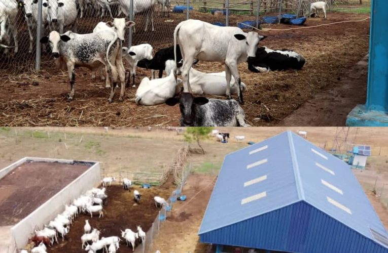 Fasola Farm:Rebirth of Awolowo’s Animal Husbandry Initiatives