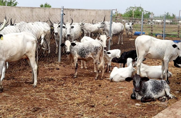 Farmer-Herder Conflict: Oyo Takes  Lead In Providing The Solution (PHOTOS)