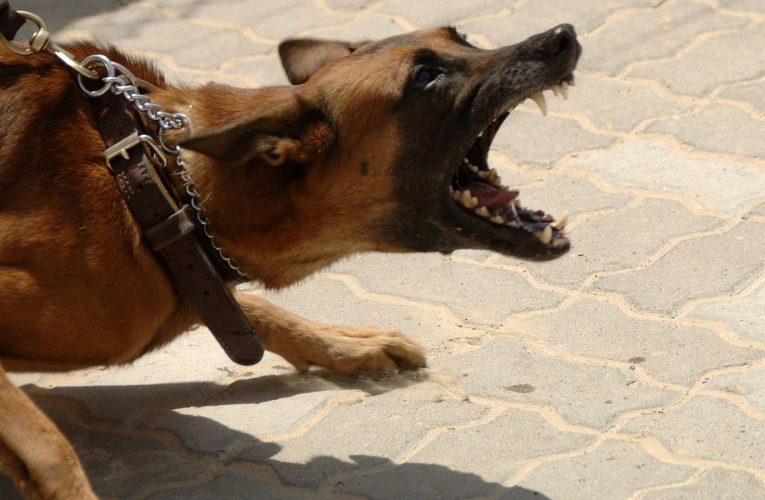 Oyo:How Dog Ate Flesh Off Girl’s Head, Attacked Owner Trying to Protect Victim