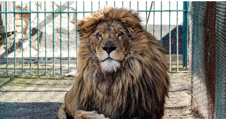 Just In: Lion kills Handler at Obasanjo library’s Zoo in Ogun State