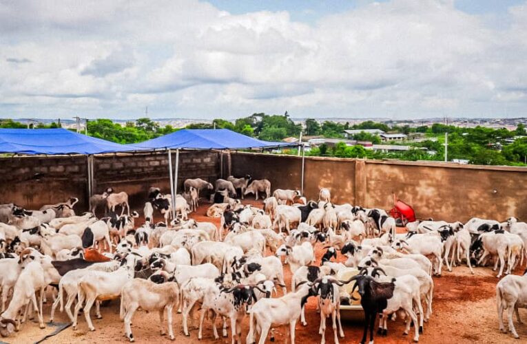 Eld-El- Kabir: Odidiomo Distributes Ileya Rams, Rice, Cash Support Across Oyo South
