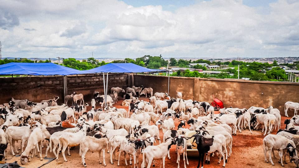 Eld-El- Kabir: Odidiomo Distributes Ileya Rams, Rice, Cash Support Across Oyo South